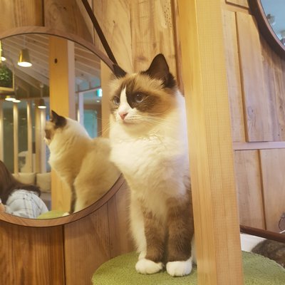 🐾 고양이 카페 MOCHA 아키하바라점 이미지 2